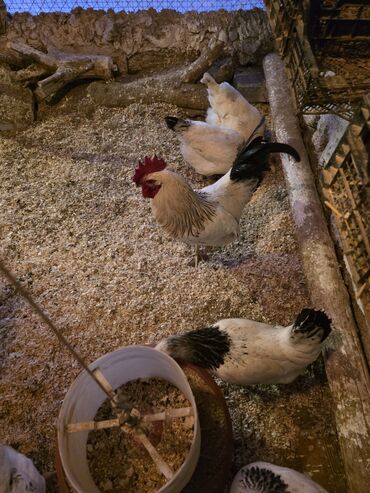 Toyuqlar: Toyuq, Damazlıq, Ünvandan götürmə -da lalafo.az — 2 Toyuqlar: Toyuq, Damazlıq, Ünvandan götürmə — 2