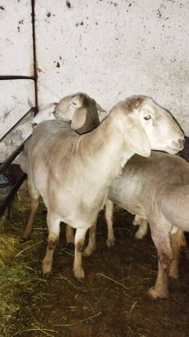 кой овца: Продаю | Баран (самец) | Арашан | Для разведения | Племенные