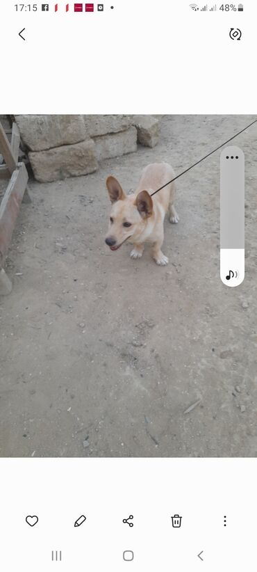 pudel it cinsi: 2 il, Erkek, Ünvandan götürmə