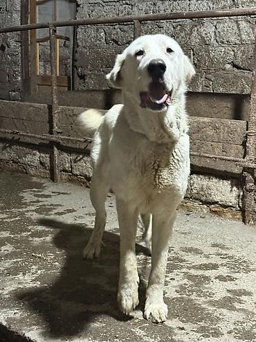 İtlər: Alabay — 12