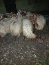 İtlər: Dişi, Qala, il: 5, 50 kq, Damazlıq, Ünvandan götürmə, Ödənişli çatdırılma