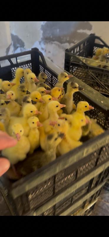 bulbul quşu: Salam olsun her kese linda kuban qaz balalari satilir isdenilen sayda — 2