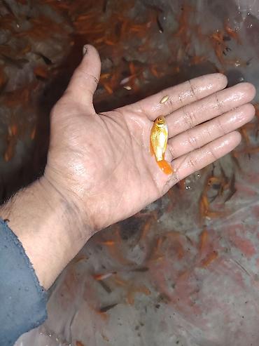 oranda: Qızıl balıq, Sülhsevər, Ünvandan götürmə — 6