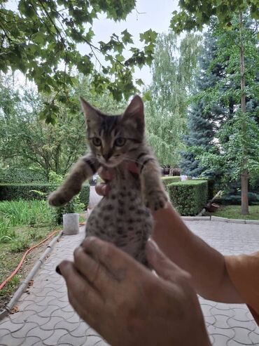 отдам котят в добрые руки: Кошка даром: Беспородная, 2 месяца, Мальчик, Приучена к лотку, Проглистована