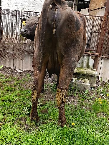 Коровы, быки: Продаю | Корова (самка) — 21