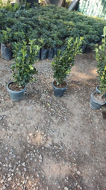 sxem: Canlı rulon qazon və landşaft abadlaşdırma xidməti - Rulon qazon — 6