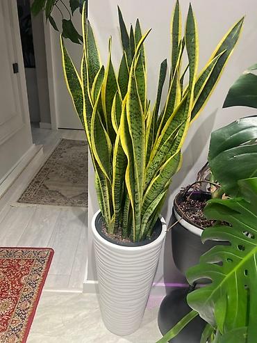 Монстеры: Монстера делициоза (Monstera deliciosa) – крупное — 12