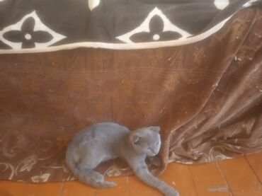 Pişik balası, boz rəngli, qısa tüklü və sarı gözlüdür. Bu pişik balası