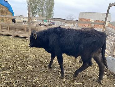 купить корм для собак 20 кг: Продаю | Бык (самец) | На откорм — 2
