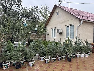 продам виноград на вино: Продаются пышные голубые ели (елки) От 1 до 1,5м🌲 Местные 🏔️ Для — 8