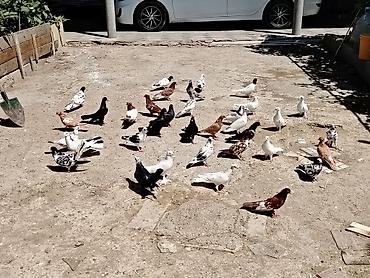 qus yuvalari: Salam quslar maşdagadadi hopdom 7manatdan tek tek sec götur 10manat — 6