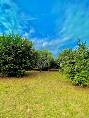 аренда продажа недвижимости: 6 sot, Biznes üçün, Kupça (Çıxarış)
