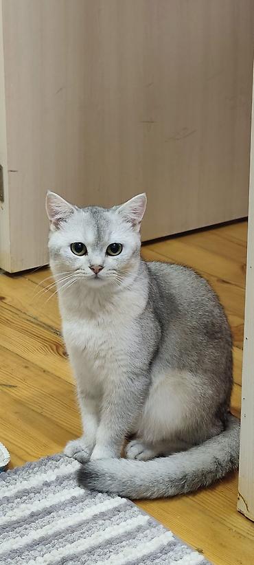 Şinşilla, Yaxşı əllərə, Ünvandan götürmə lalafo.az -da Şinşilla, Yaxşı əllərə, Ünvandan götürmə