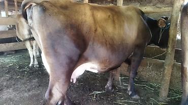 Продаю | Корова (самка) | Для молока at lalafo.kg — 3 Продаю | Корова (самка) | Для молока — 3