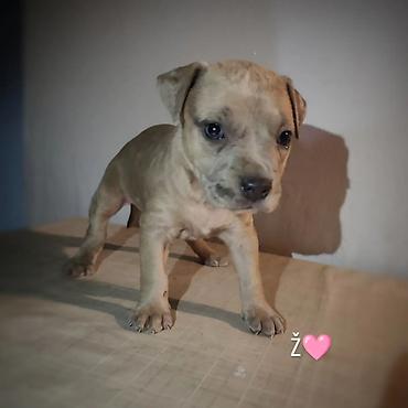 Dogs: Stenci pitbula ostenjeni 05.08. Primili prvu vakcinu kao i preventivu — 6