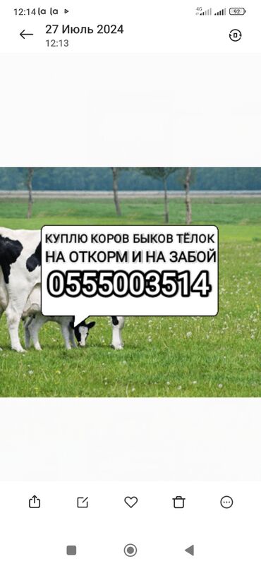 продажа кукурузу: Куплю | Коровы, быки, Лошади, кони, Другие с/х животные | Круглосуточно, Любое состояние, Забитый