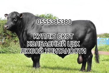 кормушка для скот: Куплю | Коровы, быки, Лошади, кони | Круглосуточно, Забитый, На забой, на мясо