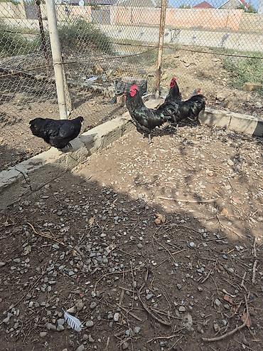 Toyuq, Australorp, Damazlıq, Ünvandan götürmə
