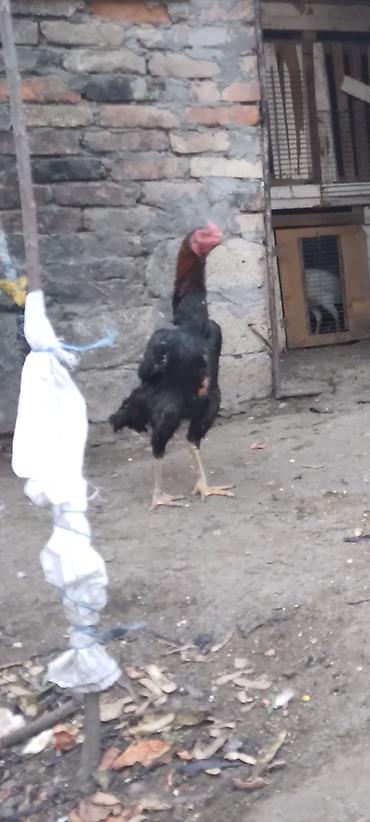 Xoruzlar: Heyratı beçə satılır cins heyvandı hələ tam ayılmayıb heyvanan başı — 5