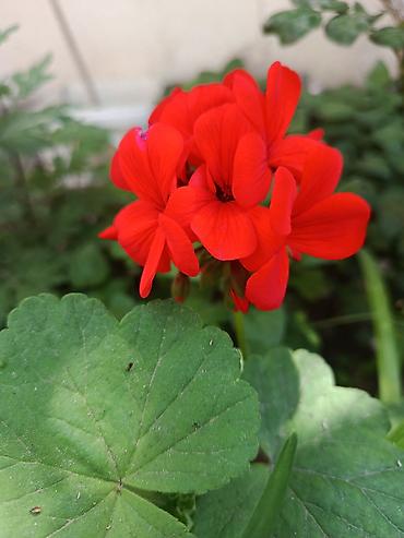 герань купить: Pelargonium (qızılqabaq/geranium) saksı gülləri 4 AZN, geranlar 3 azn — 4
