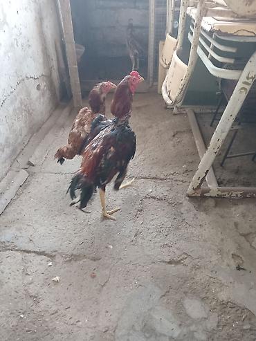 heyrətilər: Salam heyrati lar satiliryaxsi cinsdi cox olduqu nan satiram kohna — 3