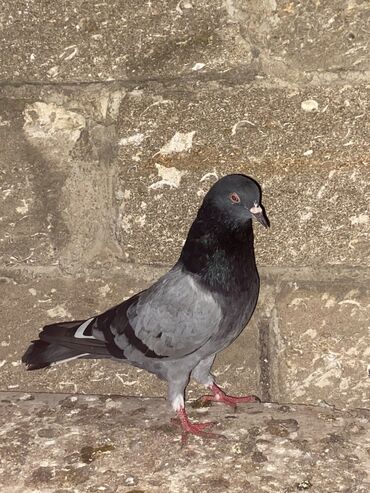 Göyərçinlər: Salam hoptum 6 baldan tek tek heresinin oz qiymeti var icinde 19 — 4