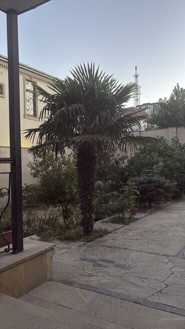 zire bitkisi: Hündür palma ağacı. Həyətlər və bağlar üçün əla seçimdir. Tropik
