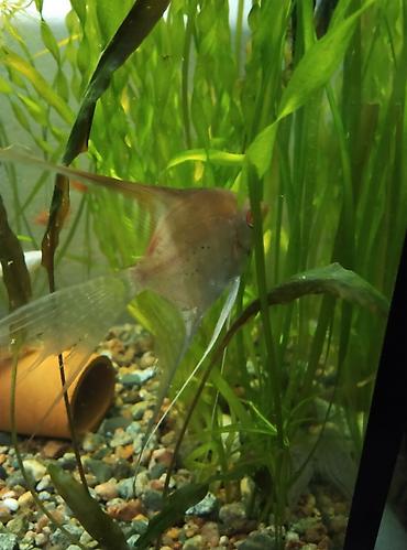 Аквариумы: Продаю аквариум полный комплект параметры: 51 см длина,высота 34 — 5