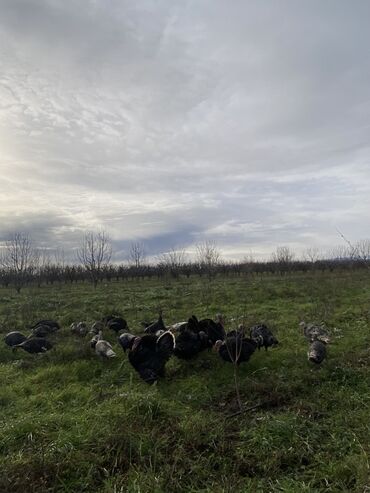 Hinduşka: Erkək, Ətlik, Ünvandan götürmə — 1