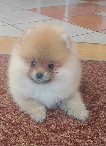 Psi: Oduševićemo vaša srca predivnim Pomerancima iz našeg pažljivo — 23