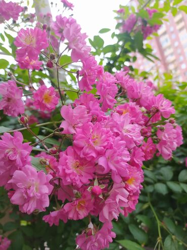 bağ gülləri: Вьющееся, садовое, обильно цветущее растение. Украсит балконы и сады