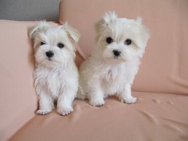 Psi: , Von House Petronijevic Ub, odgajivačnica FCI 5708. Maltezer mini — 3