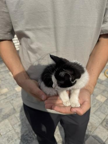 Отдам даром кошку: Кошка даром: Беспородная, 2 месяца, Мальчик — 2