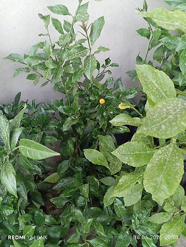 sitili: Sitrus fidanları – torbada əkilmiş, kökləri sağlam, çox budaqlı — 1