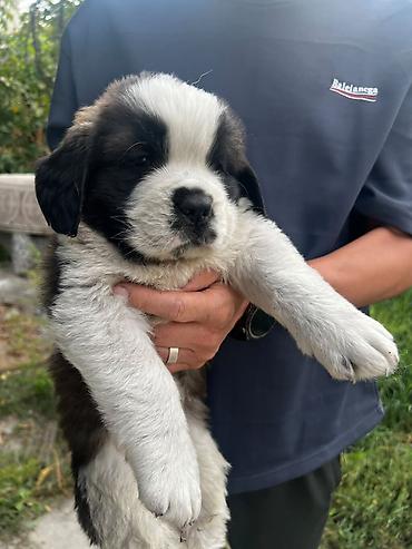 мопс купить: Сенбернар, 1 месяц, Самец — 8