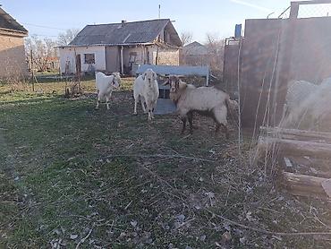 Козы, козлы: Продаю | Коза (самка) | Полукровка, Зааненская, Нубийская | Для разведения — 8