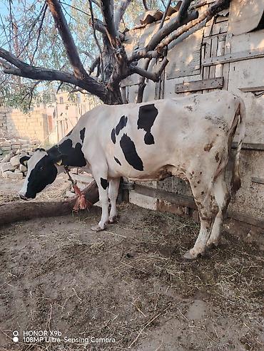 simmental inək cinsi: Salam heyvan 7 ay əvvəl 2 ci qarın balanı doğum. Təzə doğanda 37 litr — 5
