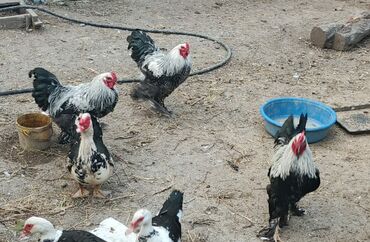 Salam aleykum. Fark Brahma xoruzu satılır. cavan heyvandi