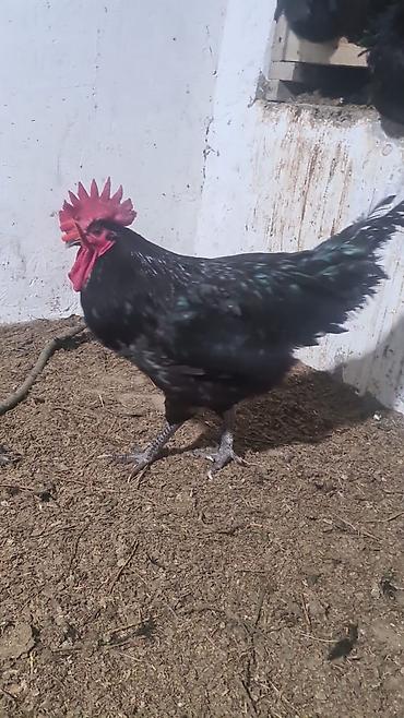 Toyuq, Australorp, Damazlıq, Ünvandan götürmə, Ödənişli çatdırılma, Rayonlara çatdırılma lalafo.az -da — 2 Toyuq, Australorp, Damazlıq, Ünvandan götürmə, Ödənişli çatdırılma, Rayonlara çatdırılma — 2