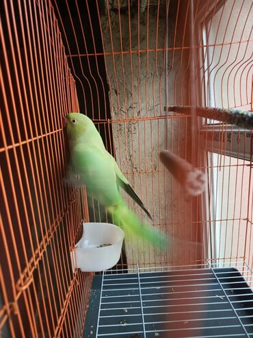 Qəfəslər: Təzə Qəfəslər 9azn boş qəfəslər Valnisti Tutuquşu Qəfəsi 9azn Amadin — 12