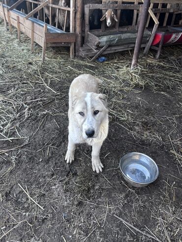 продам пчёл: Алабай, 5 месяцев, Самка, С прививкой, С родословной