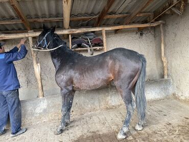 Лошади, кони: Продаю | Кобыла (самка) | Рабочий — 9