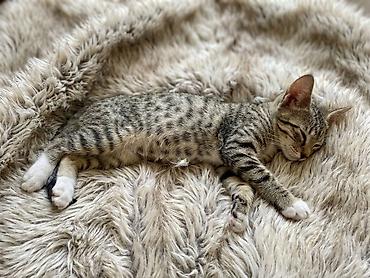qiz pisik adlari: Lənkəranda etibarlı əllərə bala pişik🐈🐈🐈sahibləndirilir.Şirin, insana — 1