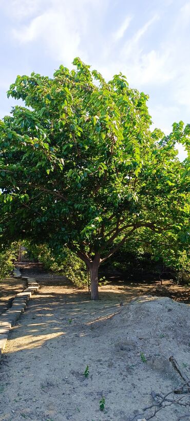 Torpaq sahələrinin satışı: 8 sot, Tikinti, Mülkiyyətçi, Kupça (Çıxarış) -da lalafo.az — 7 Torpaq sahələrinin satışı: 8 sot, Tikinti, Mülkiyyətçi, Kupça (Çıxarış) — 7