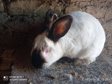 кролики декоративные: Продаю | Крольчиха (самка) | Калифорнийская | Для разведения | Племенные