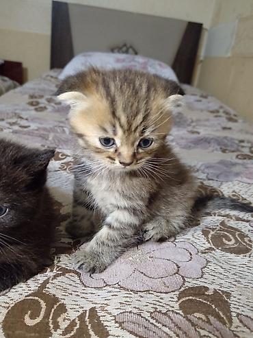 Pişiklər: Britan — 5