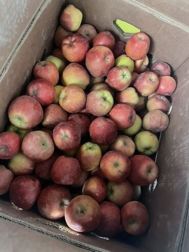 купить дерево лимона с плодами: Алмалар Дүңүнөн