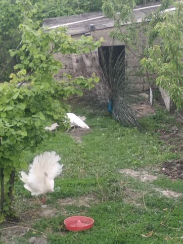 feniks quşu: Salam aleykum. satışda ağ tovuzquşu xoruzu var. bir yaşı olub. barter