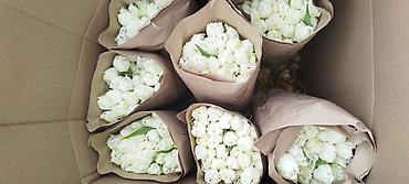 Тюльпан: Тюльпаны оптом - Цена: от 90 сом - Длина: 60 см - Тюльпаны с — 10