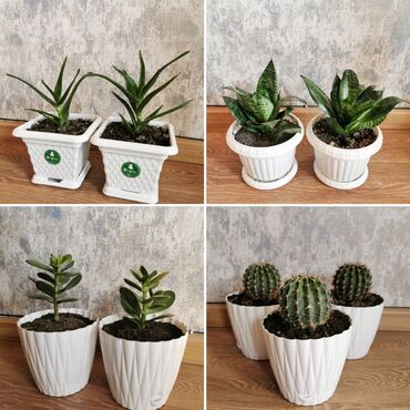 Ev və bağ: Nə alsan 5 azn. Sansevieria - aloe Vera - kaktus - krassula pul ağacı